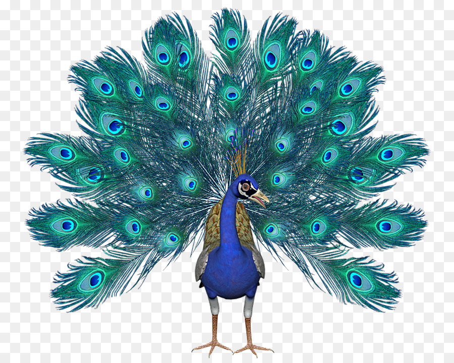 Portable Network Graphics Peafowl Image JPEG Clip art - png peacock png download - 823*720 - Free Transparent Peafowl png Download.
