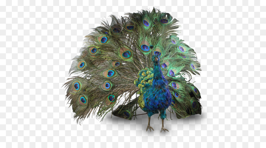 Peafowl Clip art - Peacock PNG png download - 557*500 - Free Transparent Bird png Download.