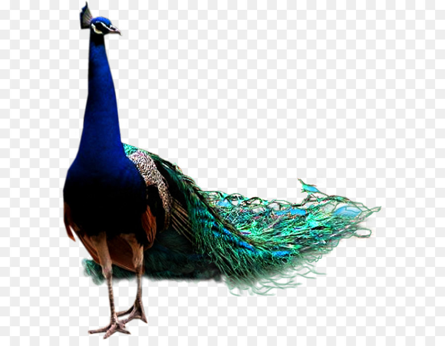 Bird Icon - peacock png download - 1132*1200 - Free Transparent Bird png Download.