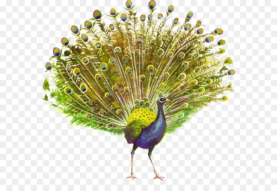 Peafowl Clip art - Peacock PNG png download - 863*798 - Free Transparent Peafowl png Download.