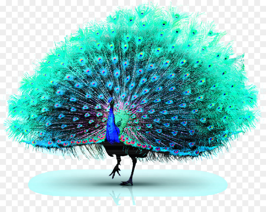 Asiatic peafowl Green peafowl - Peacock png download - 994*775 - Free Transparent Asiatic Peafowl png Download.