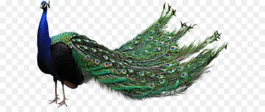 Bird Peafowl Clip art - Peacock PNG png download - 1200*677 - Free Transparent Bird png Download.