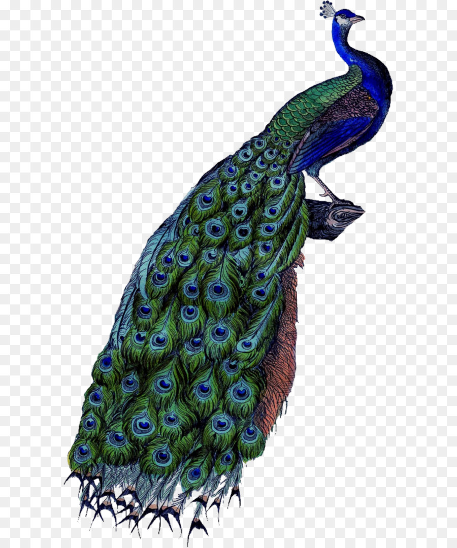 Peafowl Clip art - Peacock PNG png download - 656*1089 - Free Transparent Asiatic Peafowl png Download.