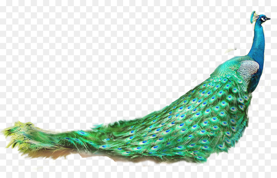 Free Peacock Transparent, Download Free Peacock Transparent png images,  Free ClipArts on Clipart Library