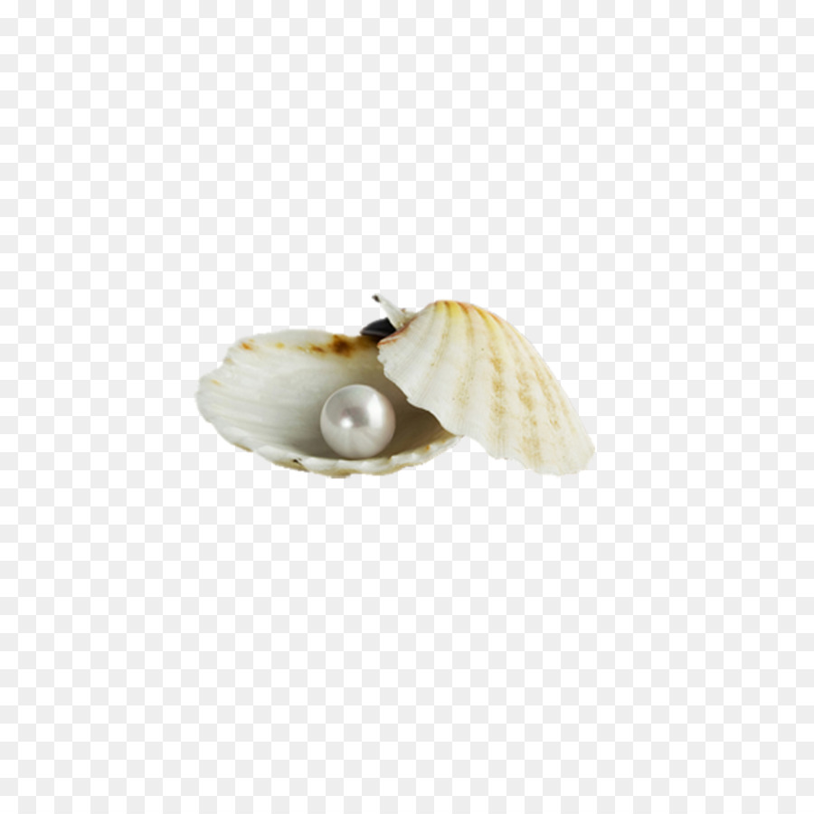 Pearl Download Seashell - Pearl shell png download - 1000*1000 - Free Transparent Pearl png Download.