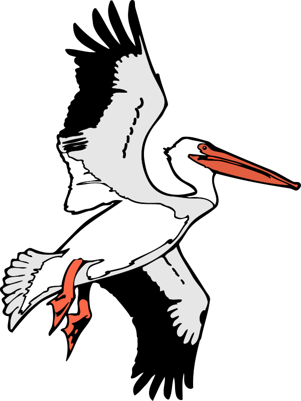 Flight Brown pelican Clip art - Free Bird Vector png download - 600*800 ...