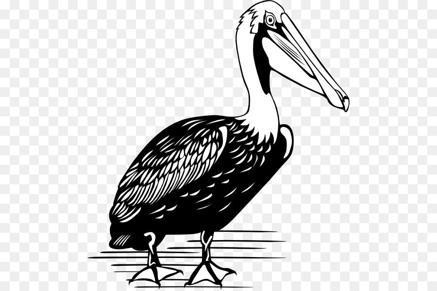 Brown pelican Clip art - golden peacock png download - 540*597 - Free Transparent Brown Pelican png Download.