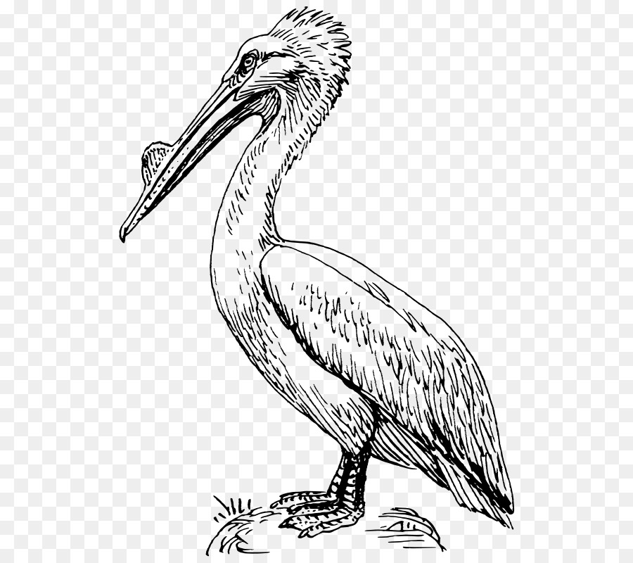 Brown pelican Bird Drawing Clip art - Bird png download - 579*800 - Free Transparent Brown Pelican png Download.