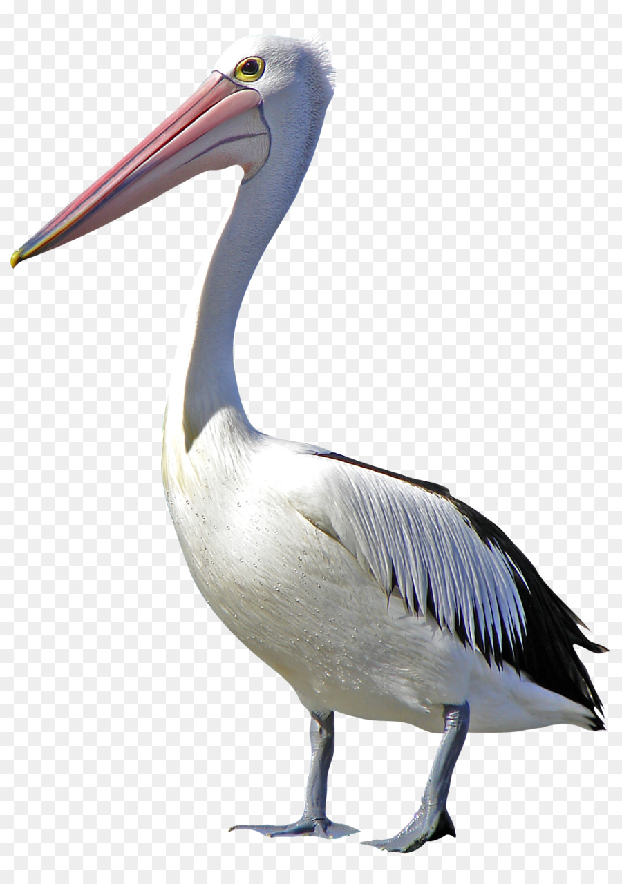 Pelican Bird Clip art - flamingo png download - 1019*1440 - Free Transparent Pelican png Download.