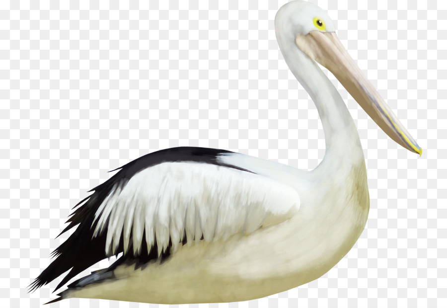 Pelican Crane Bird Heron - crane png download - 800*614 - Free Transparent Pelican png Download.
