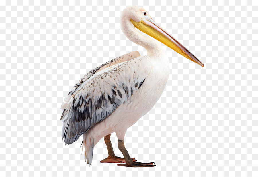 Pelican Beak Fauna Wildlife - Collabora png download - 777*608 - Free Transparent Pelican png Download.