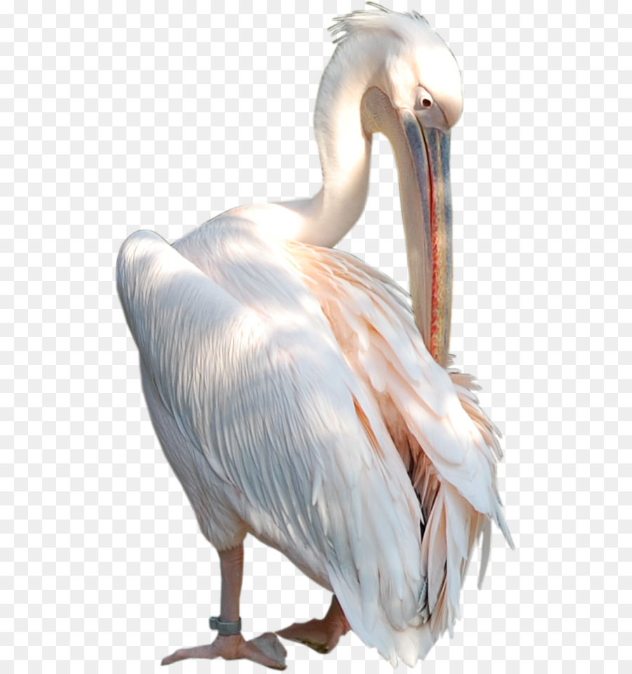 Pelican Beak Bird Neck Feather - Bird png download - 573*958 - Free Transparent Pelican png Download.