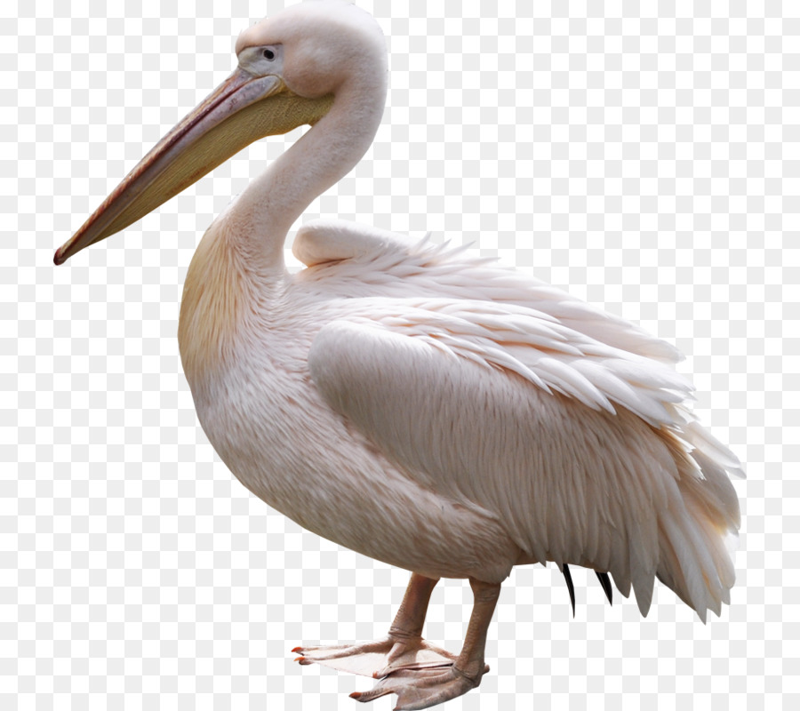 Pelican Heron Bird Penguin Portable Network Graphics - bird png download - 780*800 - Free Transparent Pelican png Download.