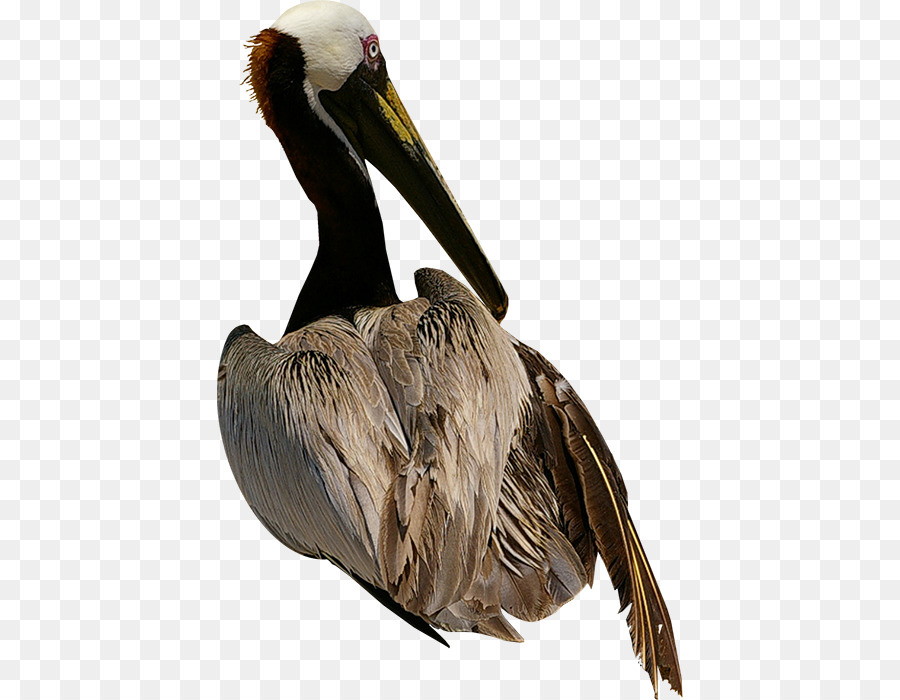 Pelican Bird Goose Owl - Bird png download - 466*700 - Free Transparent Pelican png Download.