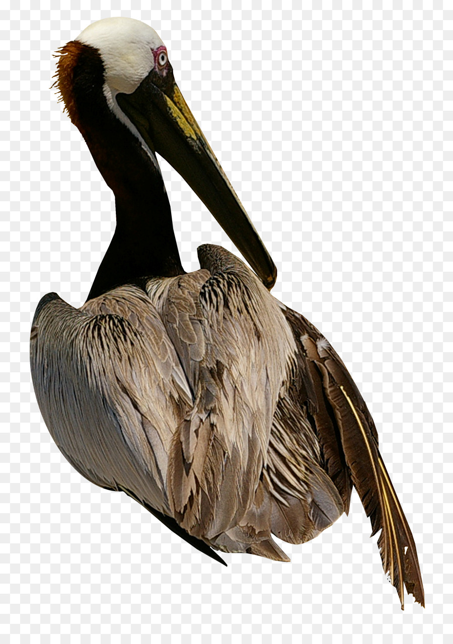 Pelican Bird Cygnini Domestic goose - Goose png download - 895*1267 - Free Transparent Pelican png Download.