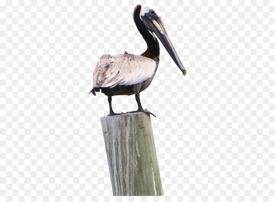 Pelican Products Icon - Pelican Png Pic png download - 2200*2200 - Free Transparent Bird png Download.