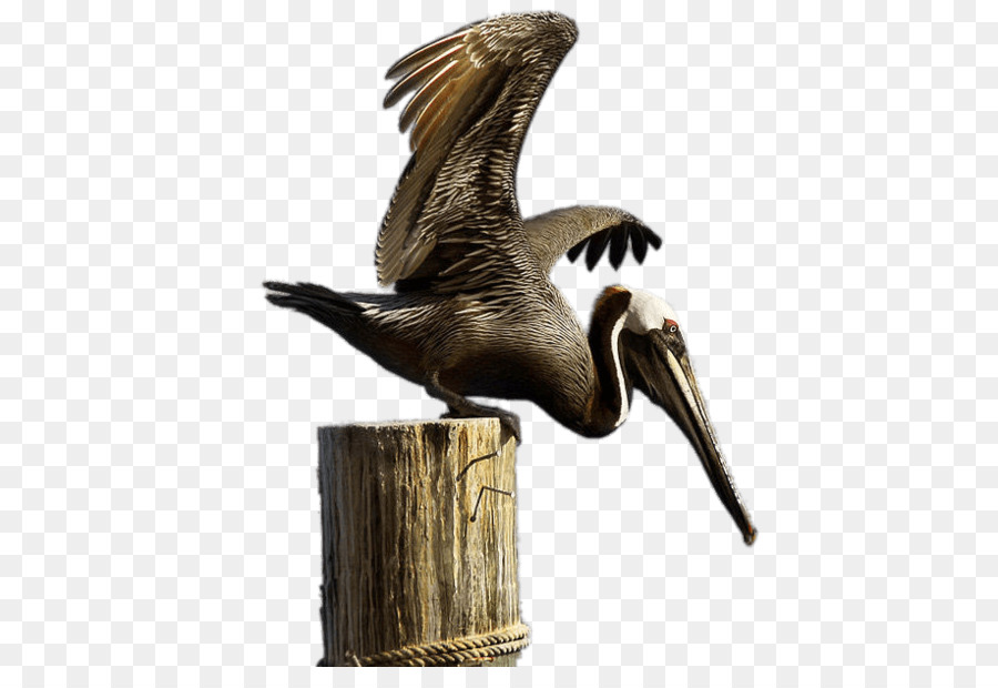 Brown pelican Sticker - pelicano png download - 918*613 - Free Transparent Brown Pelican png Download.