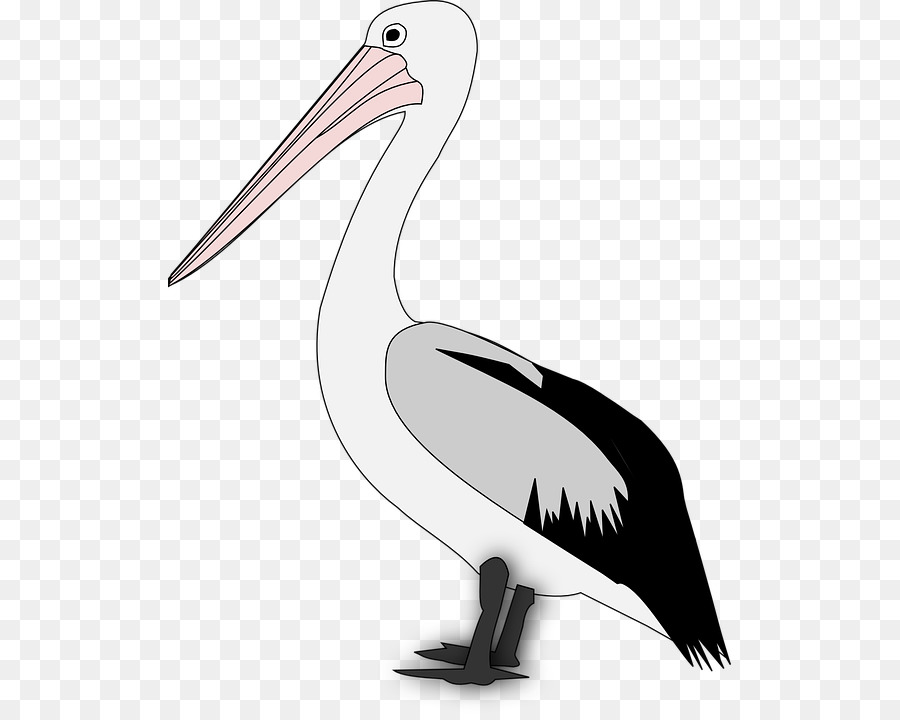 Pelican Bird Clip art - Bird png download - 563*720 - Free Transparent Pelican png Download.