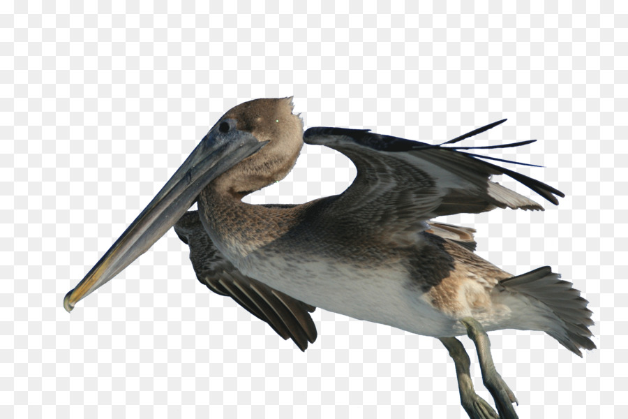 Brown pelican Bird Fishing Wiki - hook png download - 3717*2477 - Free Transparent Brown Pelican png Download.