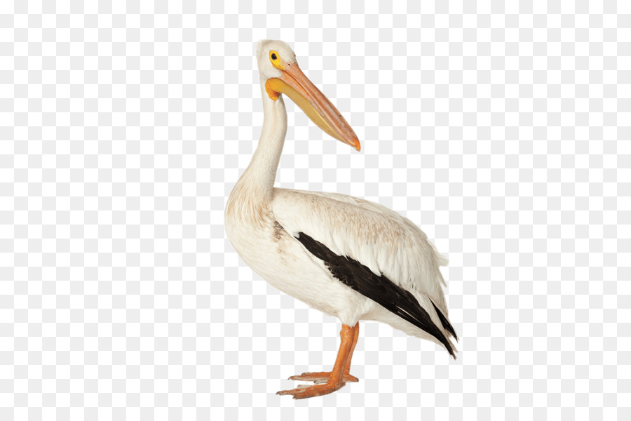 Bird Brown pelican American white pelican Deepwater Horizon oil spill Pelecaniformes - pelican png download - 1500*998 - Free Transparent Bird png Download.