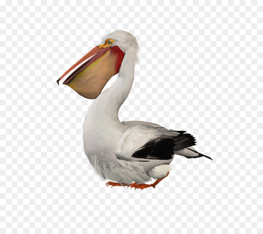 Pelican Bird - Bird png download - 800*800 - Free Transparent Pelican png Download.