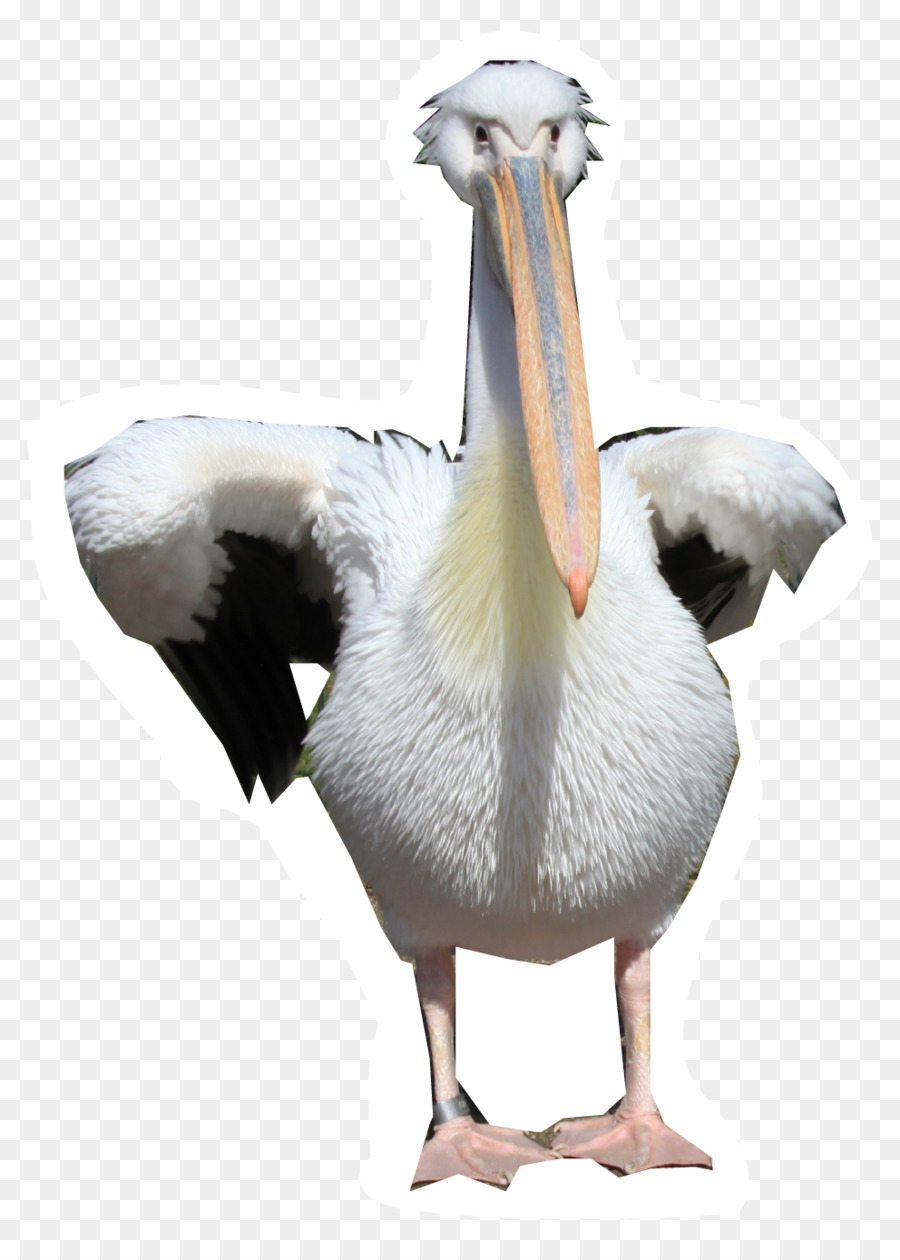 Pelican - others png download - 992*1379 - Free Transparent Pelican png Download.