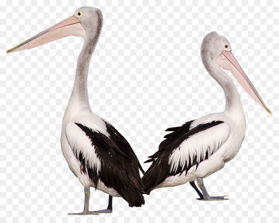 Pelican Bird png download - 1200*960 - Free Transparent Bird png Download.