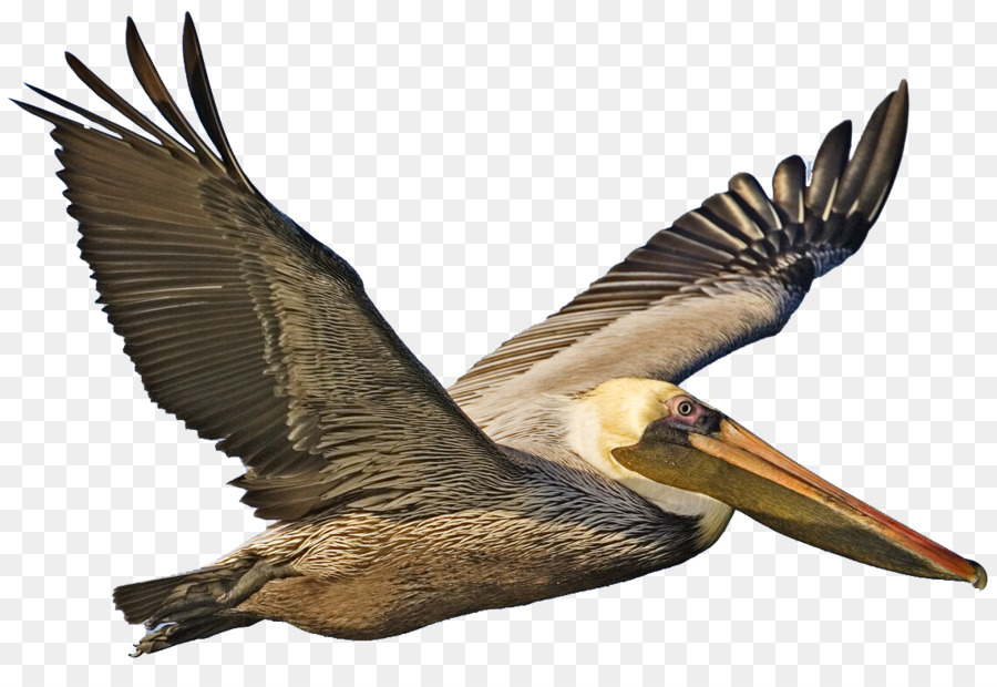 Brown pelican Bird Clip art - Bird png download - 1140*762 - Free Transparent Brown Pelican png Download.