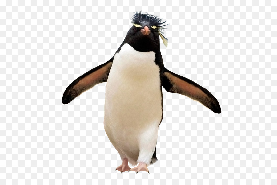 Southern rockhopper penguin Falkland Islands Yandex Search - Penguin png download - 600*600 - Free Transparent Penguin png Download.