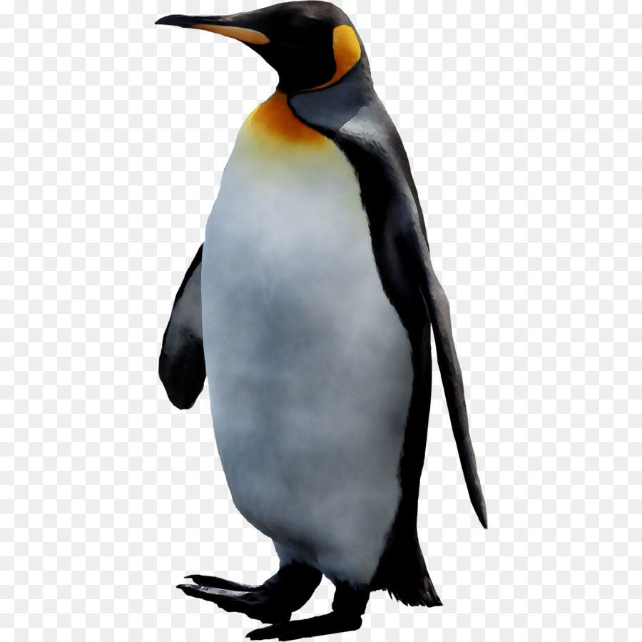 King penguin Desktop Wallpaper Club Penguin -  png download - 2829*2829 - Free Transparent Penguin png Download.