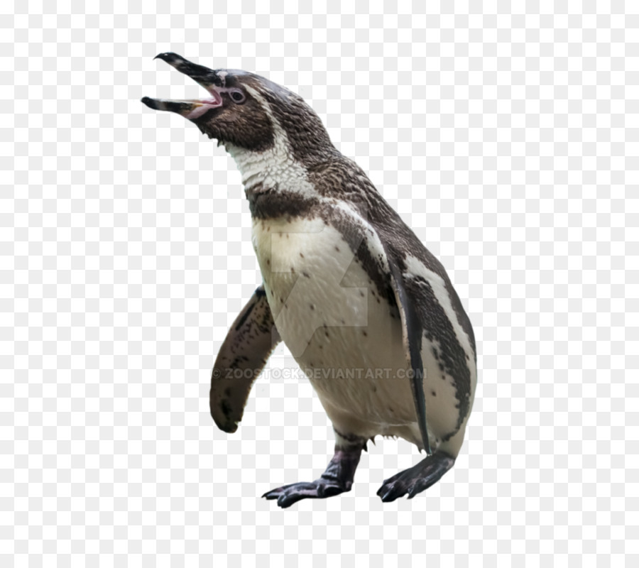 Penguin Bird Image Portable Network Graphics Transparency - penguin png download - 955*836 - Free Transparent Penguin png Download.
