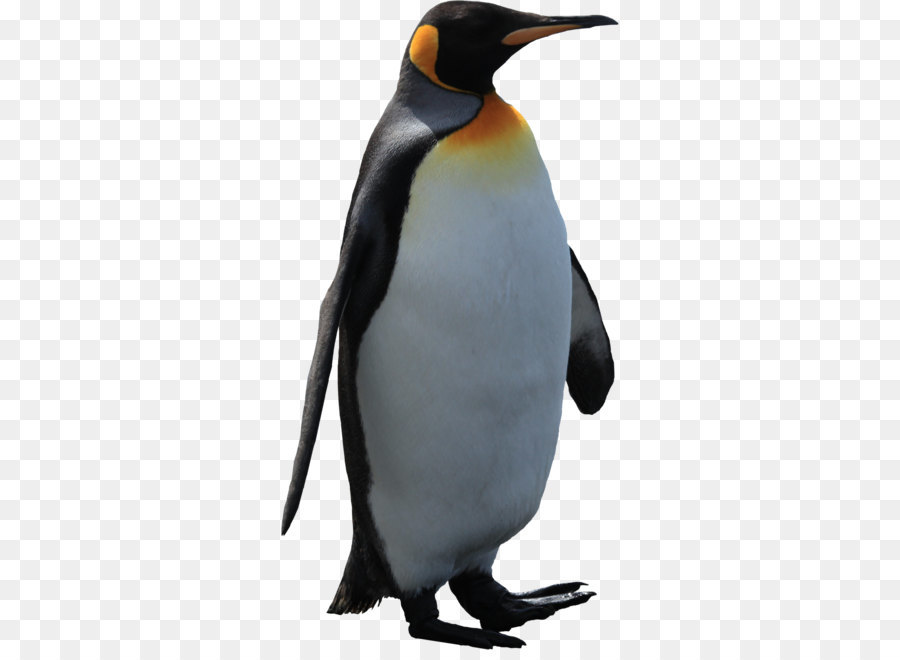 Emperor Penguin Bird Penguins of the world - Imperator penguin PNG image png download - 2526*2526 - Free Transparent Penguin png Download.
