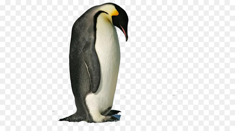 Emperor Penguin Antarctic Snares penguin Gentoo penguin - penguin png download - 500*500 - Free Transparent Penguin png Download.