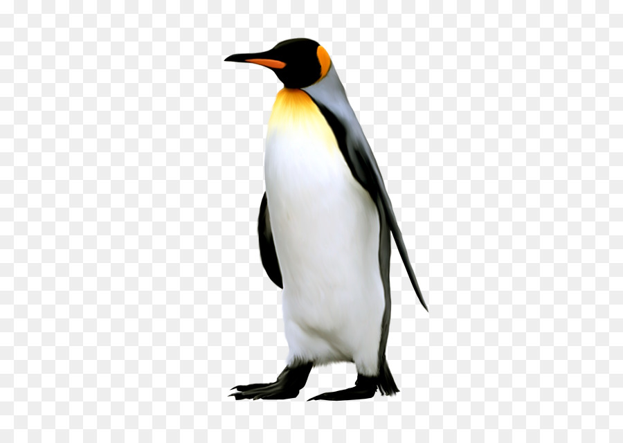 King penguin Antarctica Emperor Penguin - Penguin png download - 409*640 - Free Transparent King Penguin png Download.