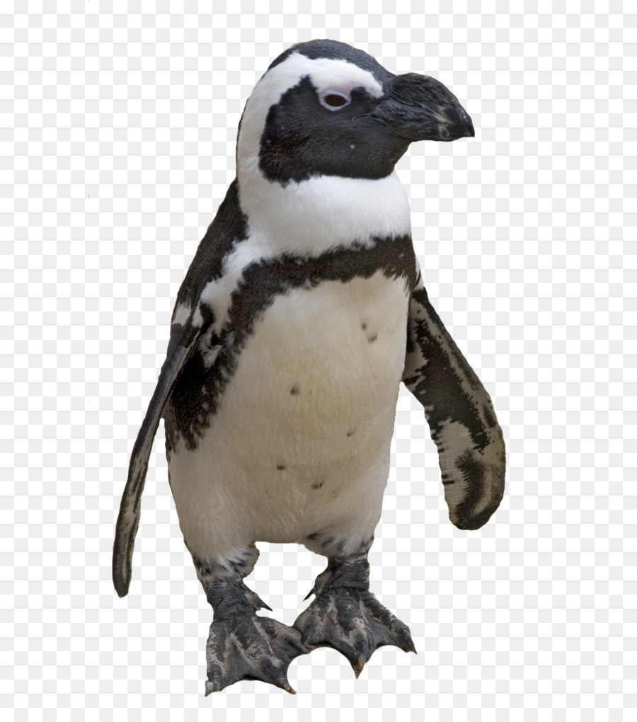 Penguin Tux Computer file - Penguin PNG image png download - 662*1024 - Free Transparent Penguin png Download.