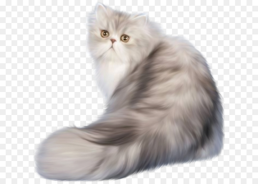 Persian cat Ferret Kitten Clip art - ferret png download - 670*636 - Free Transparent Persian Cat png Download.