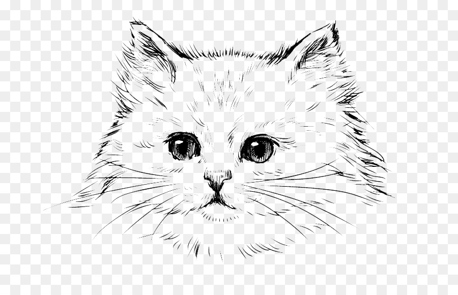 Persian cat Kitten Drawing Black cat - Free cat sketch pull material png download - 800*568 - Free Transparent Persian Cat png Download.