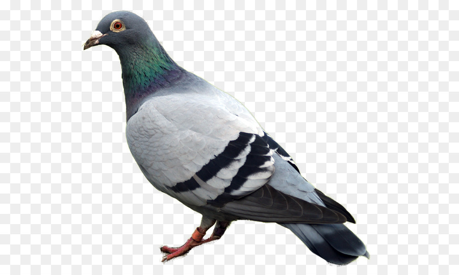Domestic pigeon Columbidae - pigeon PNG image png download - 584*538 - Free Transparent Domestic Pigeon png Download.