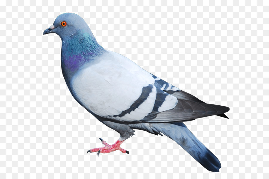 Staffordshire Bull Terrier Bird Gfycat No No No - Pigeon Png Image png download - 1238*1138 - Free Transparent Columbidae png Download.