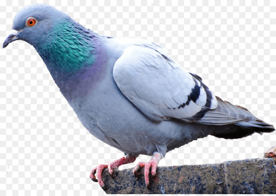 Pigeons and doves Homing pigeon Bird Racing Homer Fancy pigeon - Bird png download - 975*687 - Free Transparent Pigeons And Doves png Download.