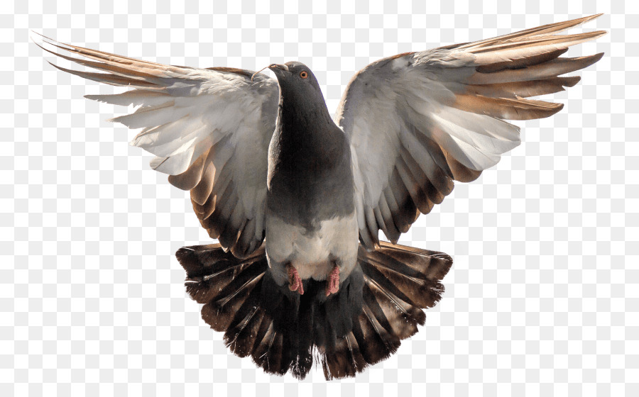 Domestic pigeon Pigeons and doves Transparency Portable Network Graphics Clip art - Bird png download - 850*551 - Free Transparent Domestic Pigeon png Download.