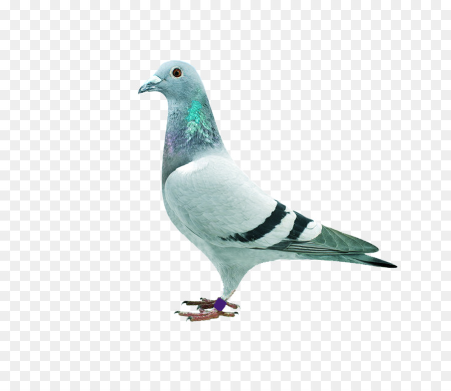 Homing pigeon Stock dove Columbidae Download - pigeon png download - 1208*1035 - Free Transparent Homing Pigeon png Download.