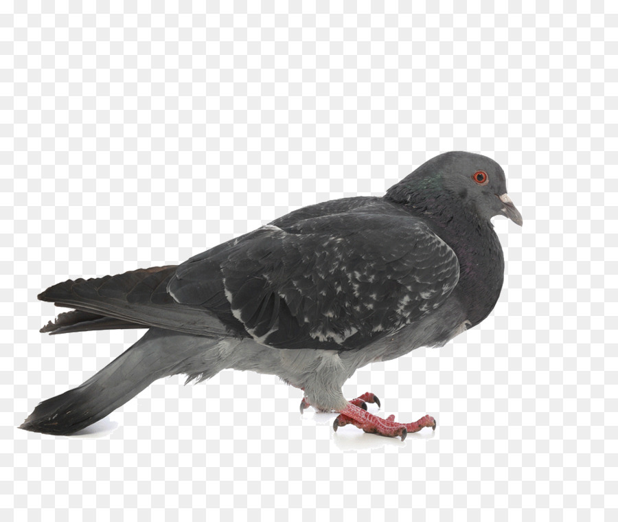 Columbidae Stock dove Photography - Pigeon Pictures png download - 992*824 - Free Transparent Columbidae png Download.
