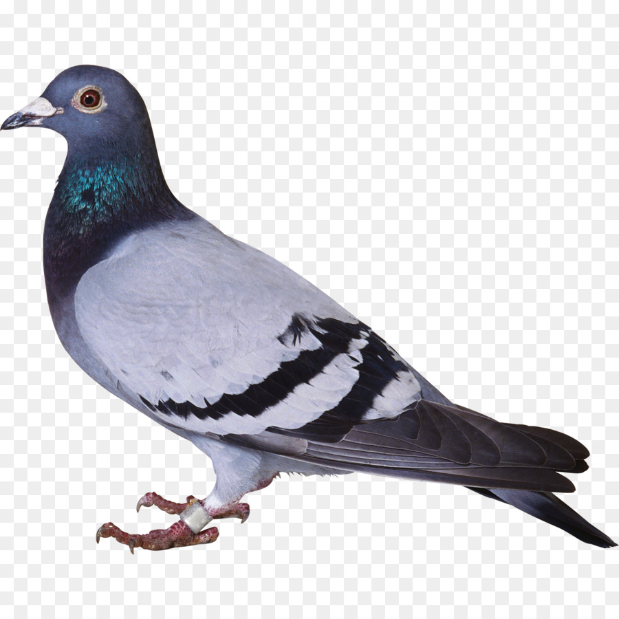 Consonant Hindi Domestic pigeon Alphabet Columbidae - Love bird png download - 1500*1500 - Free Transparent Consonant png Download.
