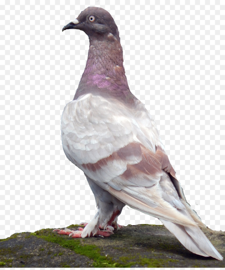 Rock dove Stock dove Columbidae Common Wood Pigeon Bird - Bird png download - 1344*1600 - Free Transparent Rock Dove png Download.