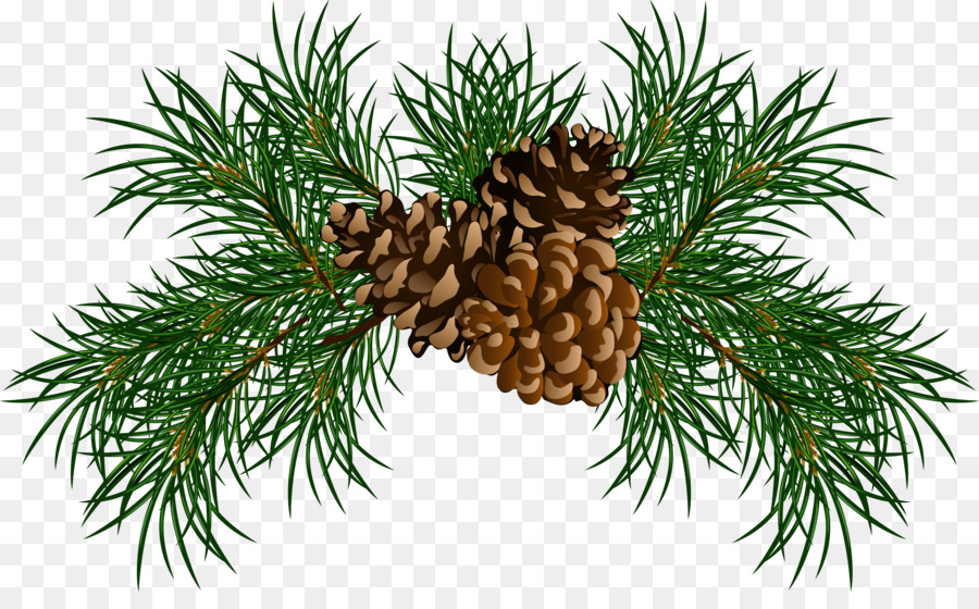Conifer cone Stone pine Clip art - Pine Cliparts Free png download - 5451*3293 - Free Transparent Conifer Cone png Download.