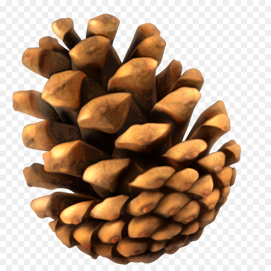 Conifer cone Pine - Yellow minimalist pine cone png download - 1500*1476 - Free Transparent Sugar Pine png Download.