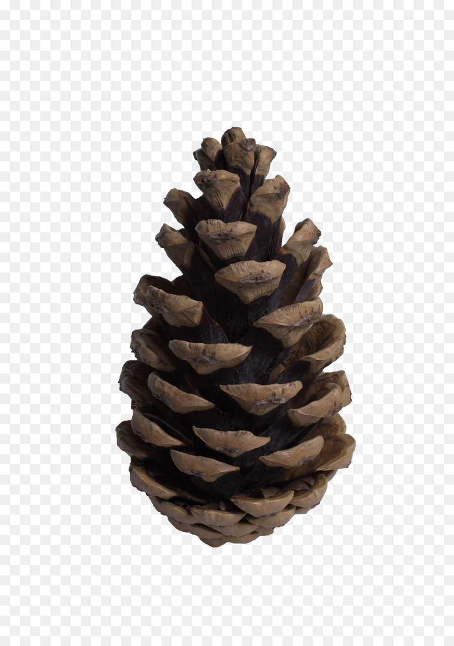 Conifer cone Tree Pine Fir - pine cone png download - 842*1280 - Free Transparent Conifer Cone png Download.