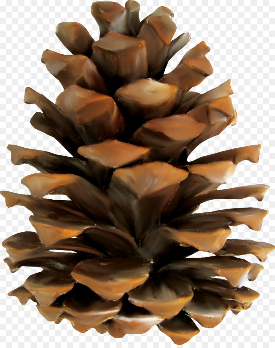 Pine Conifer cone Euclidean vector - Beautiful brown pine cones png download - 1626*2042 - Free Transparent Sugar Pine png Download.