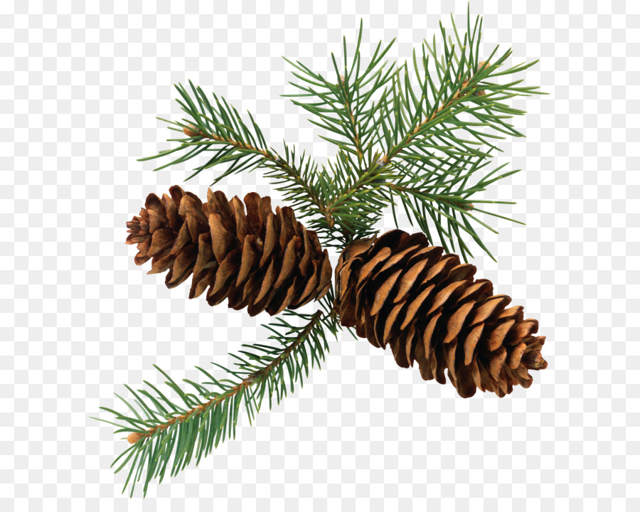 Pine Conifer cone Branch Fir Clip art - Pine cone PNG png download - 2683*2896 - Free Transparent Pine png Download.